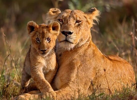 4+Days+Safari+-+Tsavo+East%2C+Taita+Hills+%26+Amboseli