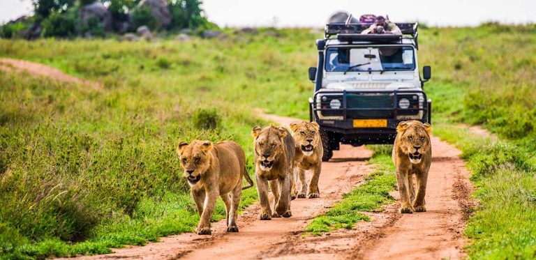 Safaris and excursions